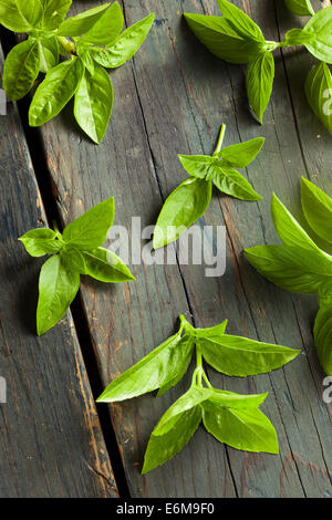 Feuilles de basilic bio vert frais sur un arrière-plan Banque D'Images