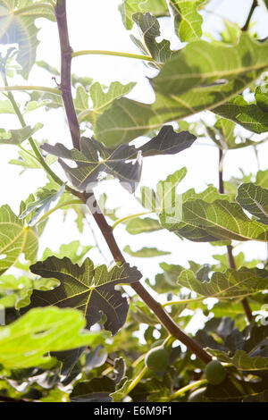 Vue rapprochée des feuilles Banque D'Images