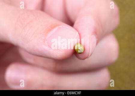 Les haricots mungo dans les doigts au-dessus de l'arrière-plan de haricot mungo. Arrière-plan de netteté. Close-up. Banque D'Images