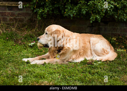 Un vieux chien avec balle de tennis dans la bouche se reposant dans un jardin Banque D'Images