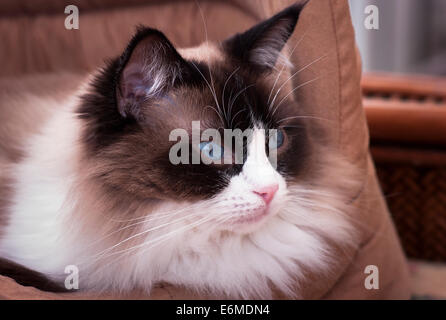 Jeune femme chat Ragdoll en télédétection lit nourriture est susceptible d'être en perspective Banque D'Images