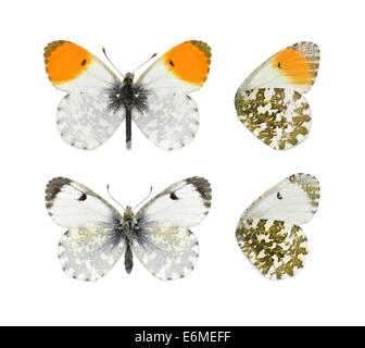 Orange-tip - Anthocharis cardamines. Des hommes (top) - femelle (en bas). Banque D'Images