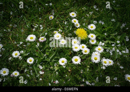 Marguerites sur une pelouse en UK Banque D'Images