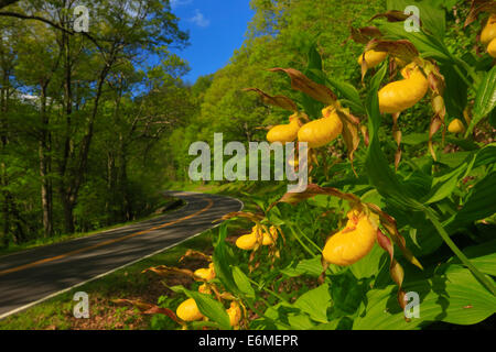 Dame jaune Chaussons le long de Skyline Drive, Shenandoah National Park, Virginia, USA Banque D'Images