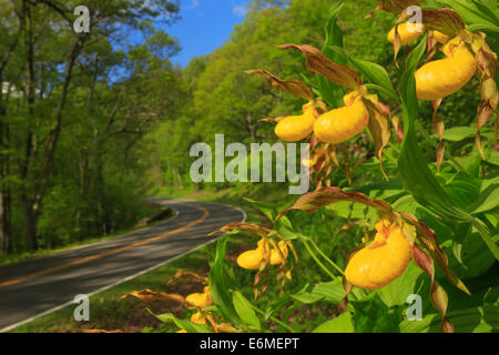 Dame jaune Chaussons le long de Skyline Drive, Shenandoah National Park, Virginia, USA Banque D'Images