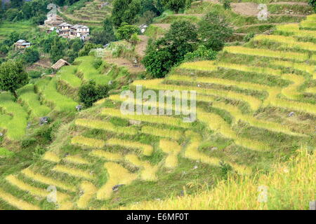 Entre les rizières en terrasses et villages Landruk Tolka sur l'Annapurnas trekking itinéraire par pied de l'Himalaya. Banque D'Images