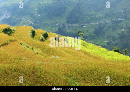 Entre les rizières en terrasses et villages Landruk Tolka sur l'Annapurnas trekking itinéraire par pied de l'Himalaya. Banque D'Images