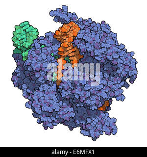 CRISPR-CAS COMPLEXES D'ÉDITION9 de Streptococcus pyogenes. La SAE9 protéines nucléase utilise une séquence d'ARN guide pour couper l'ADN. Banque D'Images