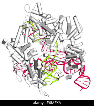 CRISPR-CAS COMPLEXES D'ÉDITION9 de Streptococcus pyogenes. La SAE9 protéines nucléase utilise une séquence d'ARN guide pour couper l'ADN. Banque D'Images