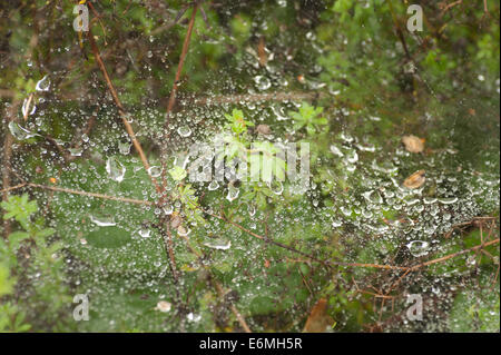 Gouttes de goutte d'eau sur la croissance des plantes bramble suspendu pris sur des brins de Spider web comme feuille de couverture portant sur le feuillage Banque D'Images