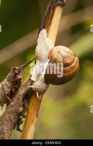 Roman ou Bourgogne escargots creeping glisser de haut en bas une umbifera la berce de la tige qui s'est Banque D'Images