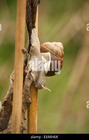 Roman ou Bourgogne escargots creeping glisser de haut en bas une umbifera la berce de la tige qui s'est Banque D'Images