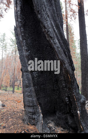 Les troncs des arbres des forêts carbonisées - Sierra Nevada, en Californie USA Banque D'Images