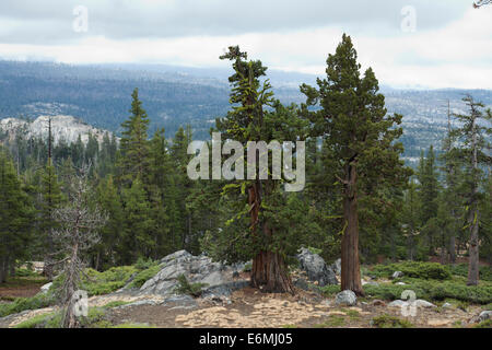 Sierra Genévrier (Juniperus occidentalis) de la haute Sierra Nevada - Yosemite, California USA Banque D'Images