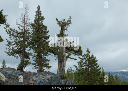 Sierra Genévrier (Juniperus occidentalis) de la haute Sierra Nevada - Yosemite, California USA Banque D'Images