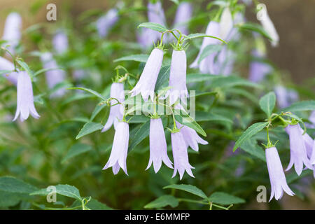 De plus en plus petite campanula dans un environnement protégé. Banque D'Images