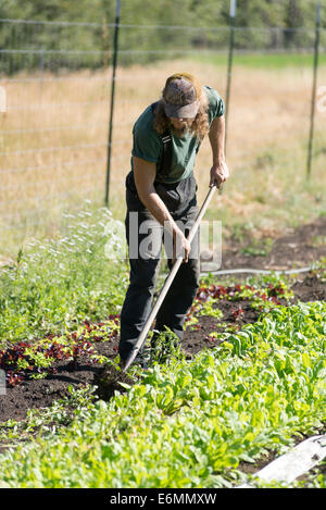 Le désherbage un lit de verts dans une ferme de l'Oregon's Wallowa Valley. Banque D'Images