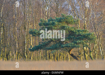 Un pin sylvestre (Pinus sylvestris) et d'un bouleau pubescent (Betula pubescens) dans une tourbière de l'environnement, région de l'Emsland, Dose Étameur Banque D'Images