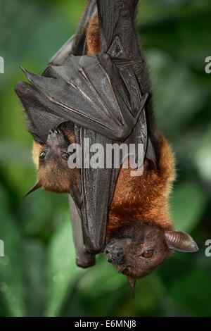 Flying Fox (Pteropus sp.), avec les jeunes, 4 semaines, originaire d'Asie du Sud-Est, captive, Bade-Wurtemberg, Allemagne Banque D'Images