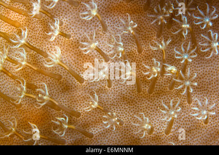 Corail Sarcophyton ehrenbergi (cuir), Philippines Banque D'Images