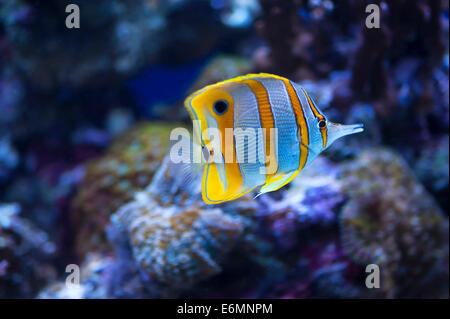 Chelmon Rostratus chelmon à bec médiocre () dans un aquarium, captive Banque D'Images