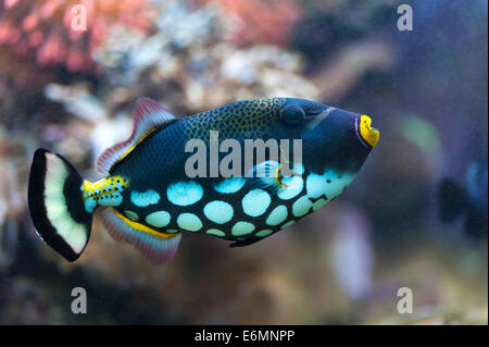 Clown Triggerfish, aussi Bigspotted Balistoides conspicillum (Balistes) dans un aquarium, captive Banque D'Images