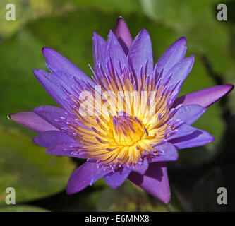 Le Nénuphar bleu (Nymphaea capensis), la province de Chiang Mai, Thaïlande Banque D'Images