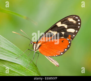 Ismenius Tiger ou Tiger Heliconian (Heliconius ismenius), Thuringe, Allemagne Banque D'Images