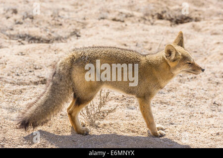 Fox andine ou culpeo (lycalopex culpaeus), région d'Atacama, Chili Banque D'Images