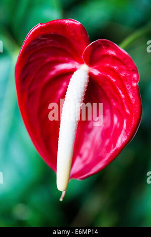 Flamingo rouge fleur (Anthurium paradiso) Banque D'Images