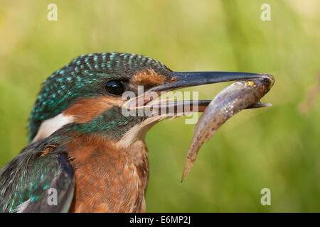 Kingfisher avec animal de proie, Optimize mit Fisch, erbeutetem Beute im Schnabel, Eis-Vogel, Alcedo atthis, Martin-pêcheur d'Europe Banque D'Images