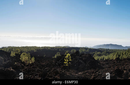 Champ de lave avec l'île des pins (Pinus canariensis), le Parc National du Teide, UNESCO World Heritage Site, Tenerife Banque D'Images