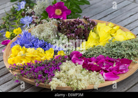 Blütenteller, Blüten, Blumen, Kräuter Kräuter, Kräuterernte Blütenblätter, Debussy, auf einem Teller sortiert zum Trocknen, essb Banque D'Images