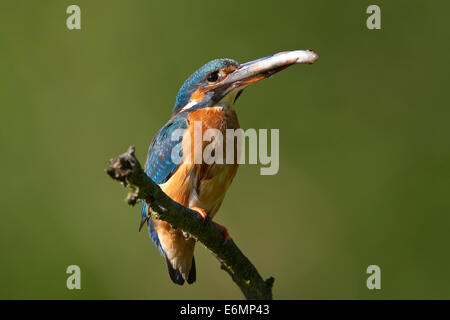 Kingfisher avec animal de proie, Optimize mit Fisch, erbeutetem Beute im Schnabel, Eis-Vogel, Alcedo atthis, Martin-pêcheur d'Europe Banque D'Images