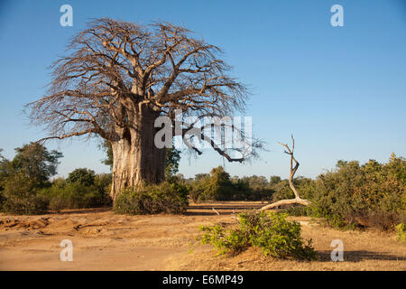 Le Baobab africain (Adansonia digitata) dans la brousse, bas Zambèze, Zambie Banque D'Images