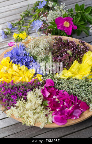 Blütenteller, Blüten, Blumen, Kräuter Kräuter, Kräuterernte Blütenblätter, Debussy, auf einem Teller sortiert zum Trocknen, essb Banque D'Images