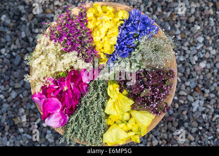 Blütenteller, Blüten, Blumen, Kräuter Kräuter, Kräuterernte Blütenblätter, Debussy, auf einem Teller sortiert zum Trocknen, essb Banque D'Images