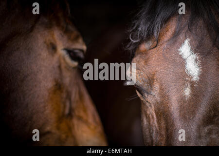 Close-up head shot de deux chevaux debout ensemble en paix dans la même écurie. Banque D'Images