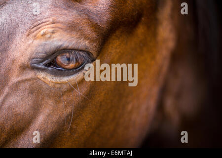 Une tête d'un cheval alezan dans un bridon Photo Stock - Alamy