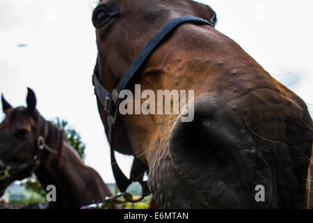 Up Close and Personal avec un cheval brun. Un deuxième cheval se tient en arrière-plan. Banque D'Images