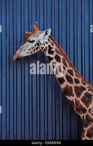 La tête et le cou d'une girafe Rothschild contre un bâtiment bleu foncé Banque D'Images