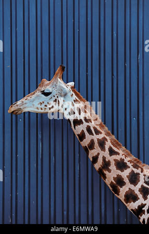 La tête et le cou d'une girafe Rothschild contre un bâtiment bleu foncé Banque D'Images