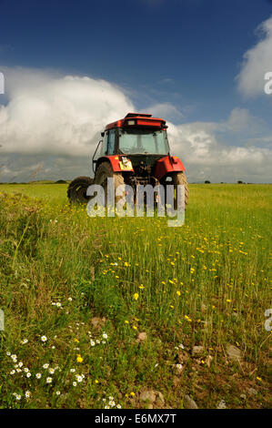 Le tracteur dans le champ de maïs et de camomille matricaire maritime marigold Banque D'Images