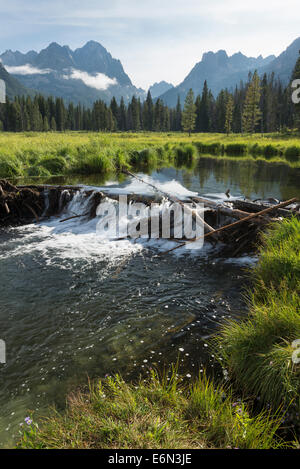 Barrage de castors sur l'hameçon dans l'Idaho Creek's Celebrations. Banque D'Images