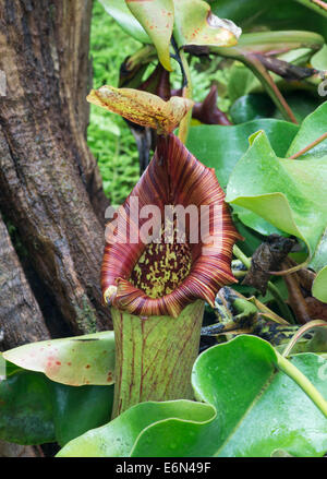 Plante carnivore Nepenthes truncata : Pitcher. Banque D'Images