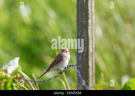 Pie-grièche écorcheur assis sur un fil de fer barbelé Banque D'Images