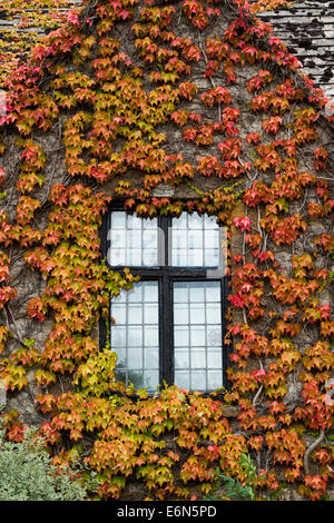 Du Parthenocissus tricuspidata autour des fenêtres. Boston ivy / réducteur japonais. UK Banque D'Images