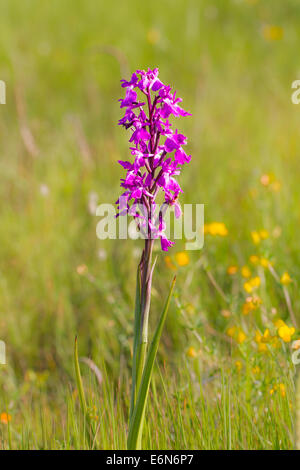 Orchis palustris ssp. Orchis robusta robusta robustes Knabenkraut Banque D'Images