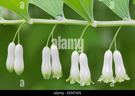 Polygonatum odoratum, Solomon's seal Banque D'Images