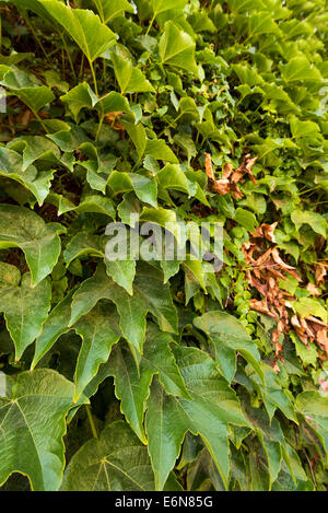 Lierre et vigne vignes poussant sur un mur de briques. Banque D'Images